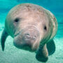 West Indian manatee