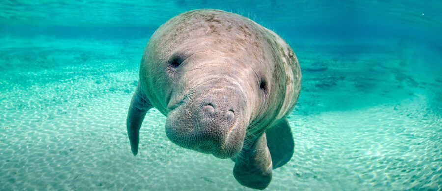 The West Indian Manatee | Critter Science