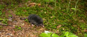American shrew mole