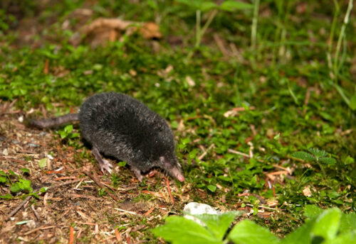 American shrew mole