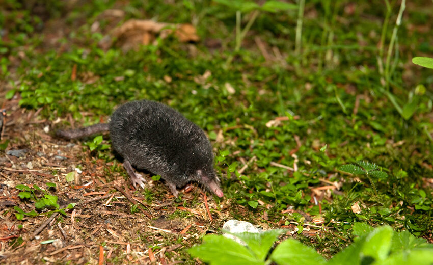 American shrew mole