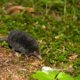 American shrew mole