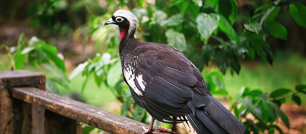 black-fronted piping guan