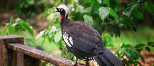 black-fronted piping guan