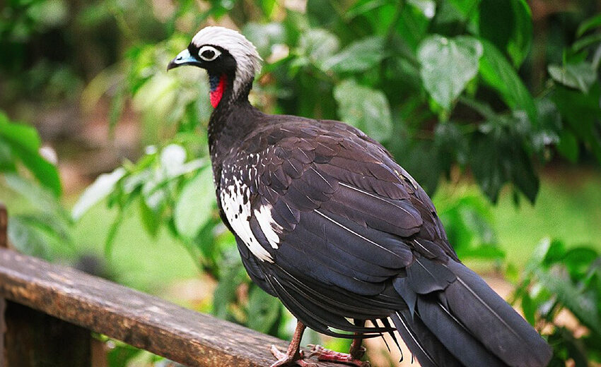 black-fronted piping guan