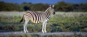 Burchell's zebra