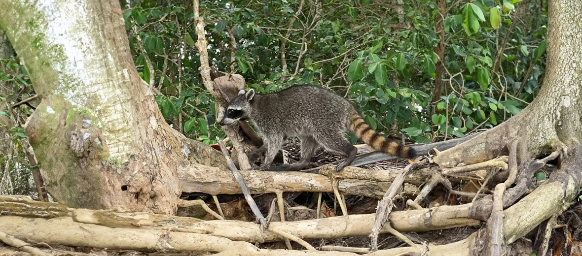 crab-eating raccoon