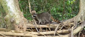 crab-eating raccoon