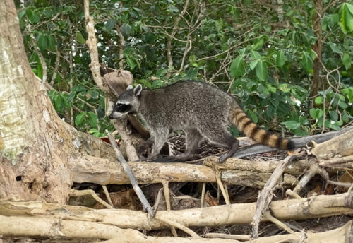 crab-eating raccoon