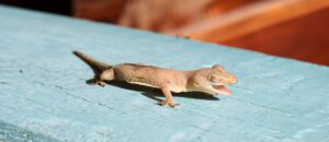 common house gecko