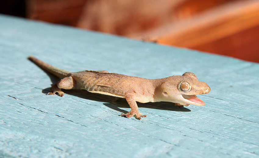 common house gecko