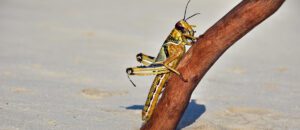 desert locust