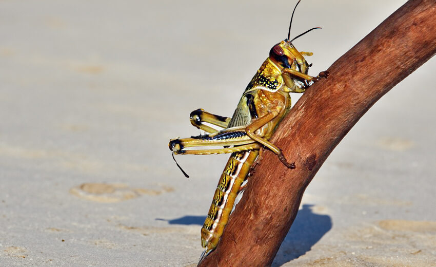 desert locust