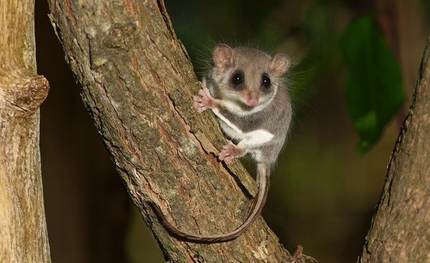 feathertail glider