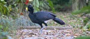 great curassow