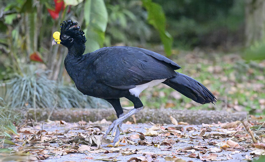 great curassow