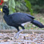 great curassow