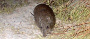 Gilbert's potoroo