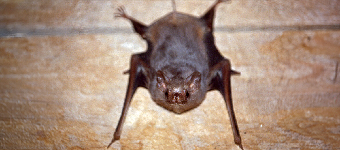 gray sac-winged bat
