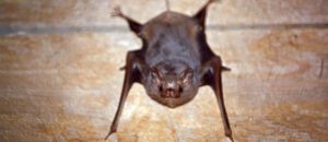 gray sac-winged bat