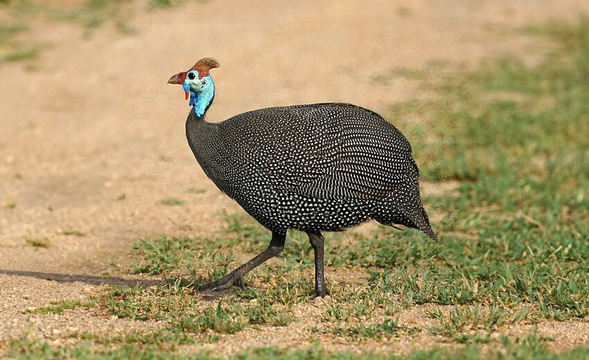 helmeted guineafowl