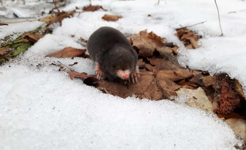 hairy-tailed mole