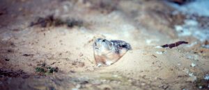 northern collared lemming