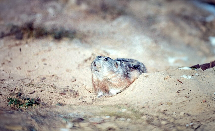 northern collared lemming