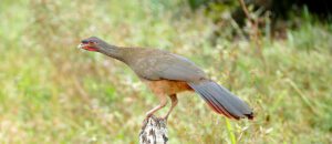 rufous-bellied chachalaca