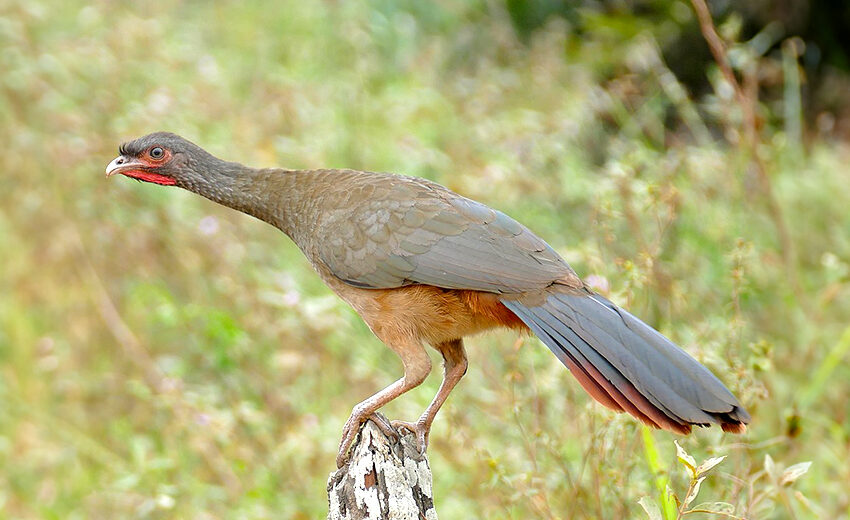 rufous-bellied chachalaca