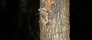 southern flying squirrel