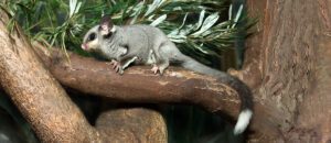 squirrel glider