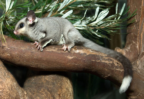 squirrel glider