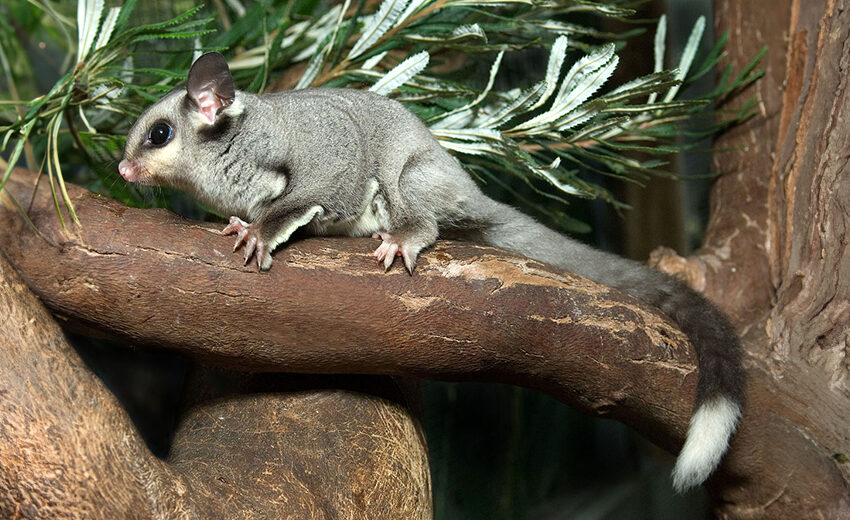 squirrel glider