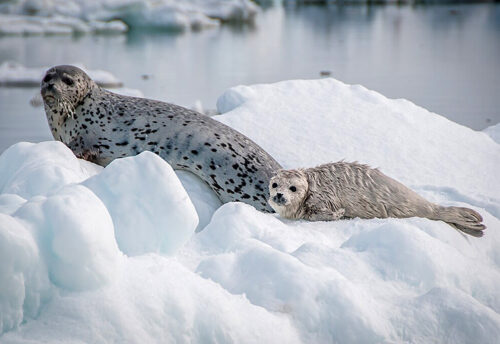 spotted seal