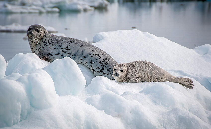 spotted seal