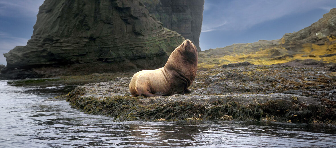 Stellar sea lion