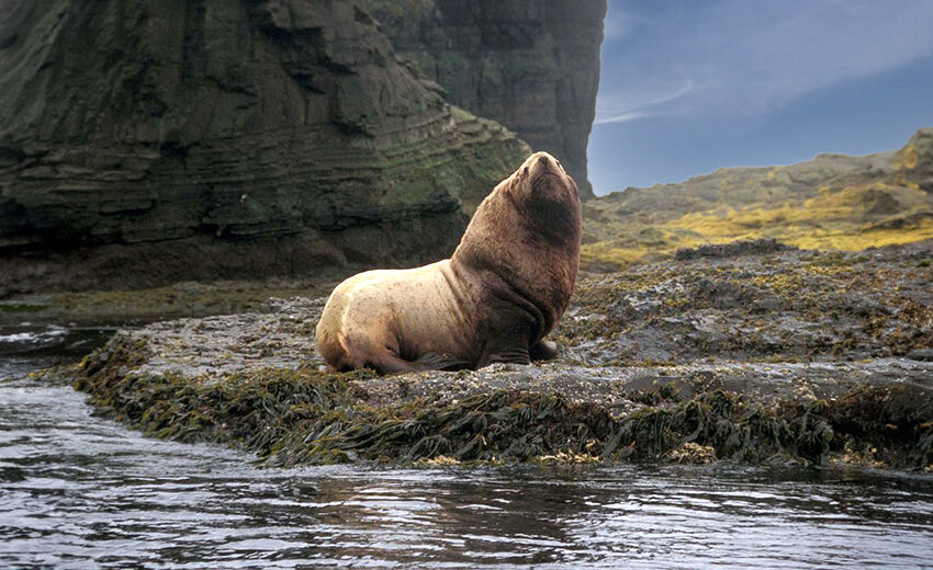 Stellar sea lion