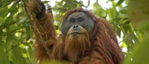 Tapanuli orangutan