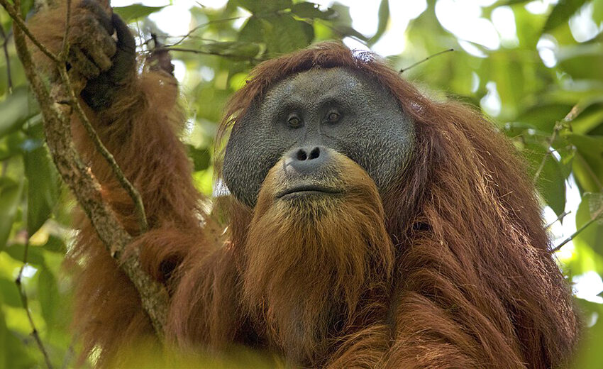 Tapanuli orangutan