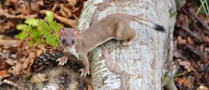 American ermine