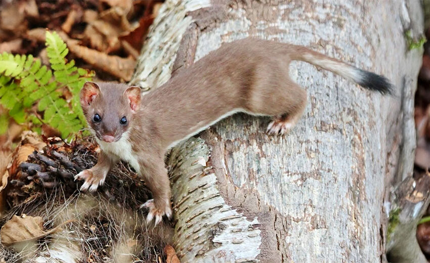 American ermine