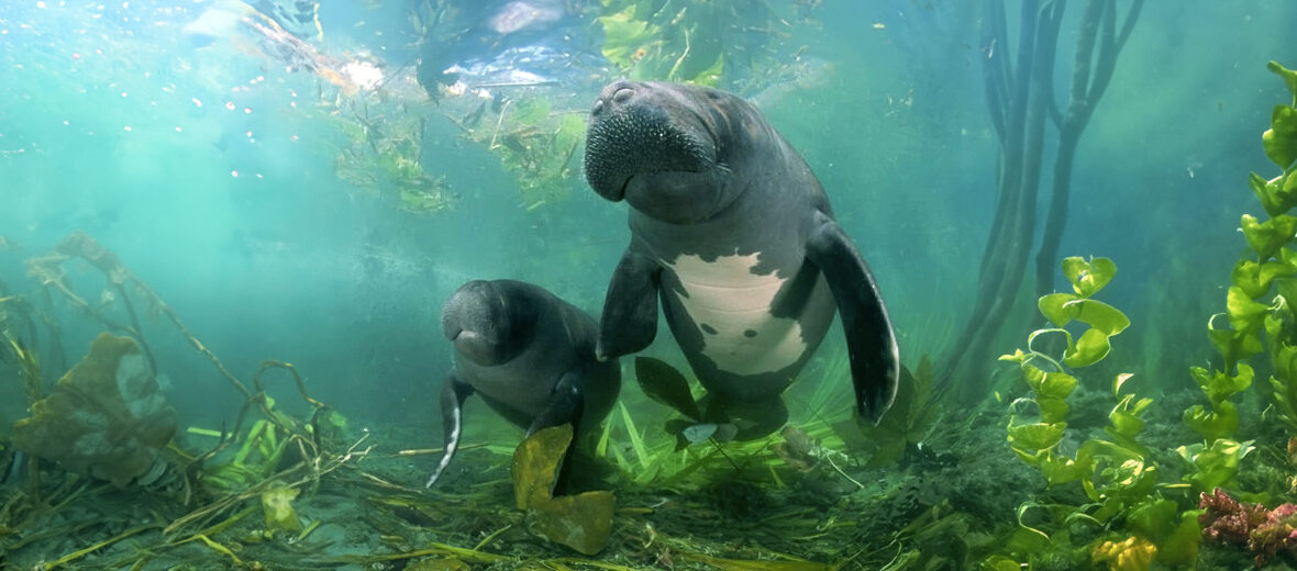 Amazonian manatee