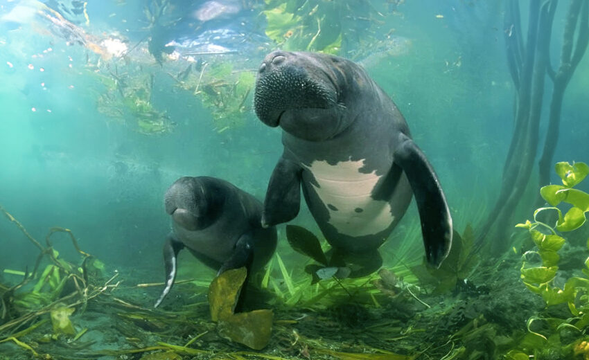 Amazonian manatee