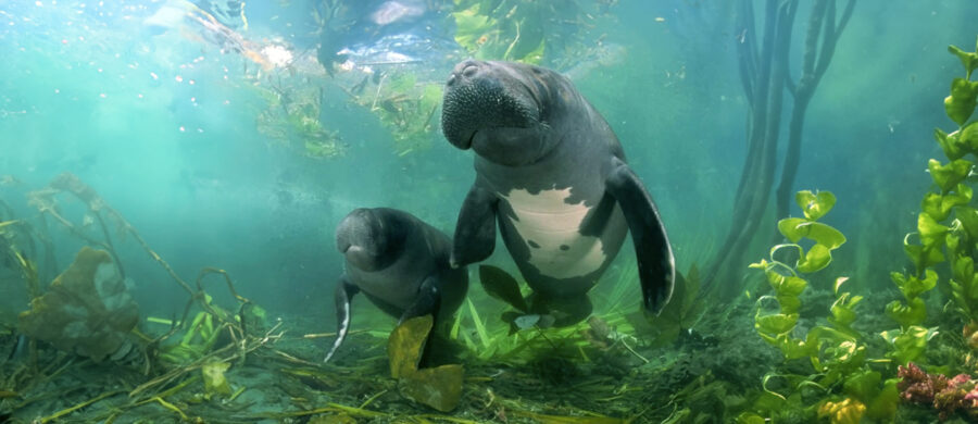 WHY IS THE AMAZONIAN MANATEE ENDANGERED visual data 8