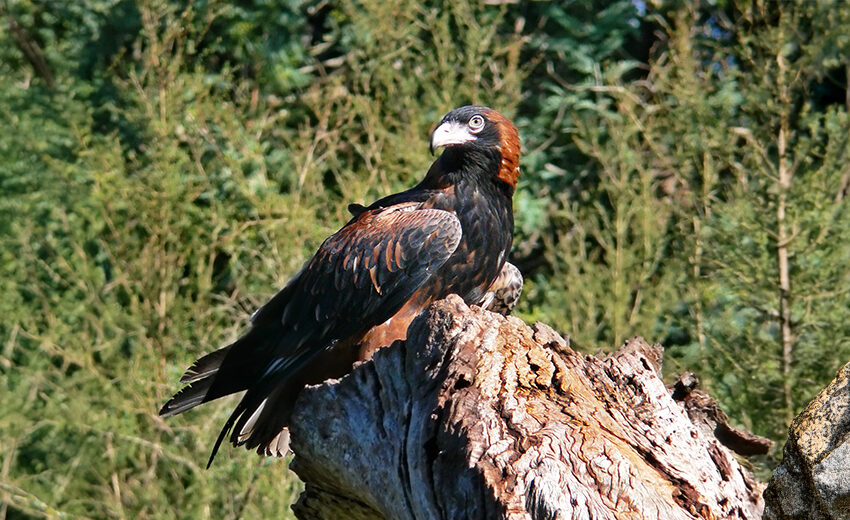 black-breasted buzzard