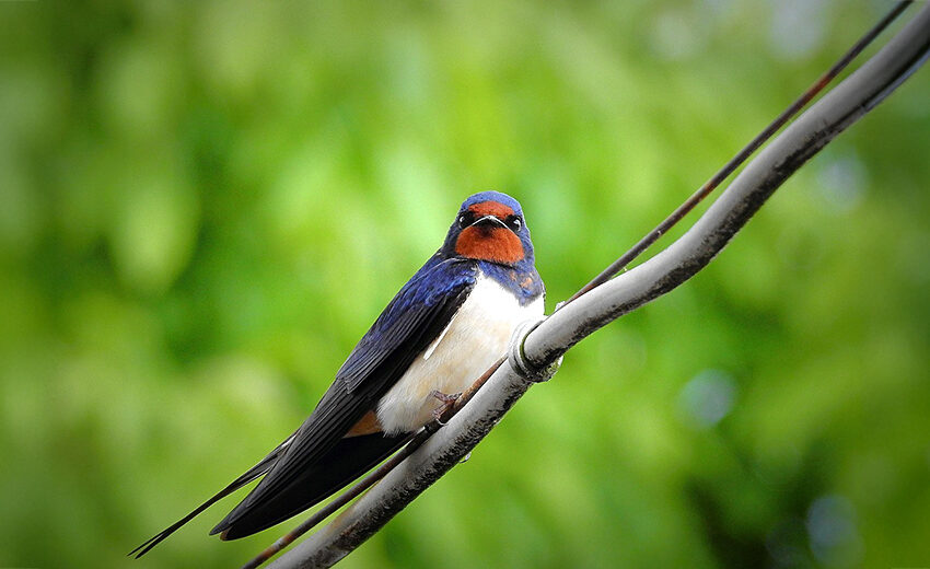 barn swallow