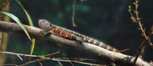 Chinese crocodile lizard