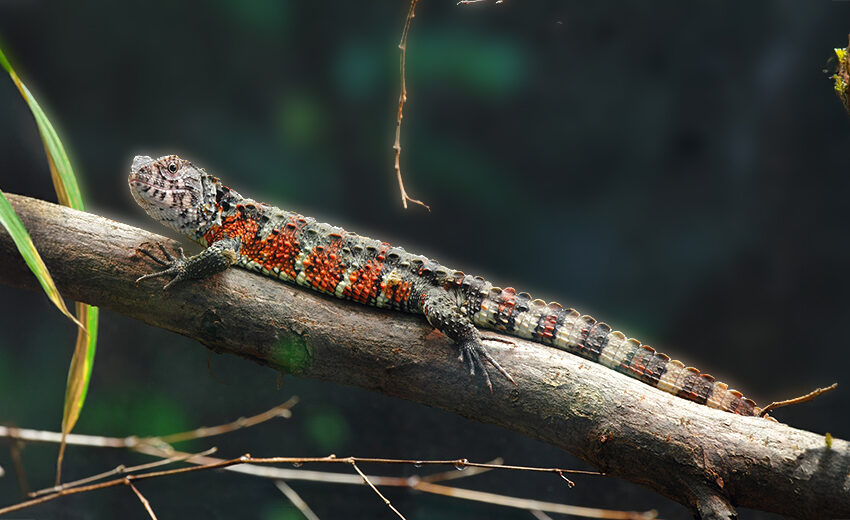 Chinese crocodile lizard