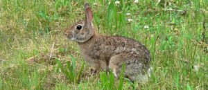 eastern cottontail